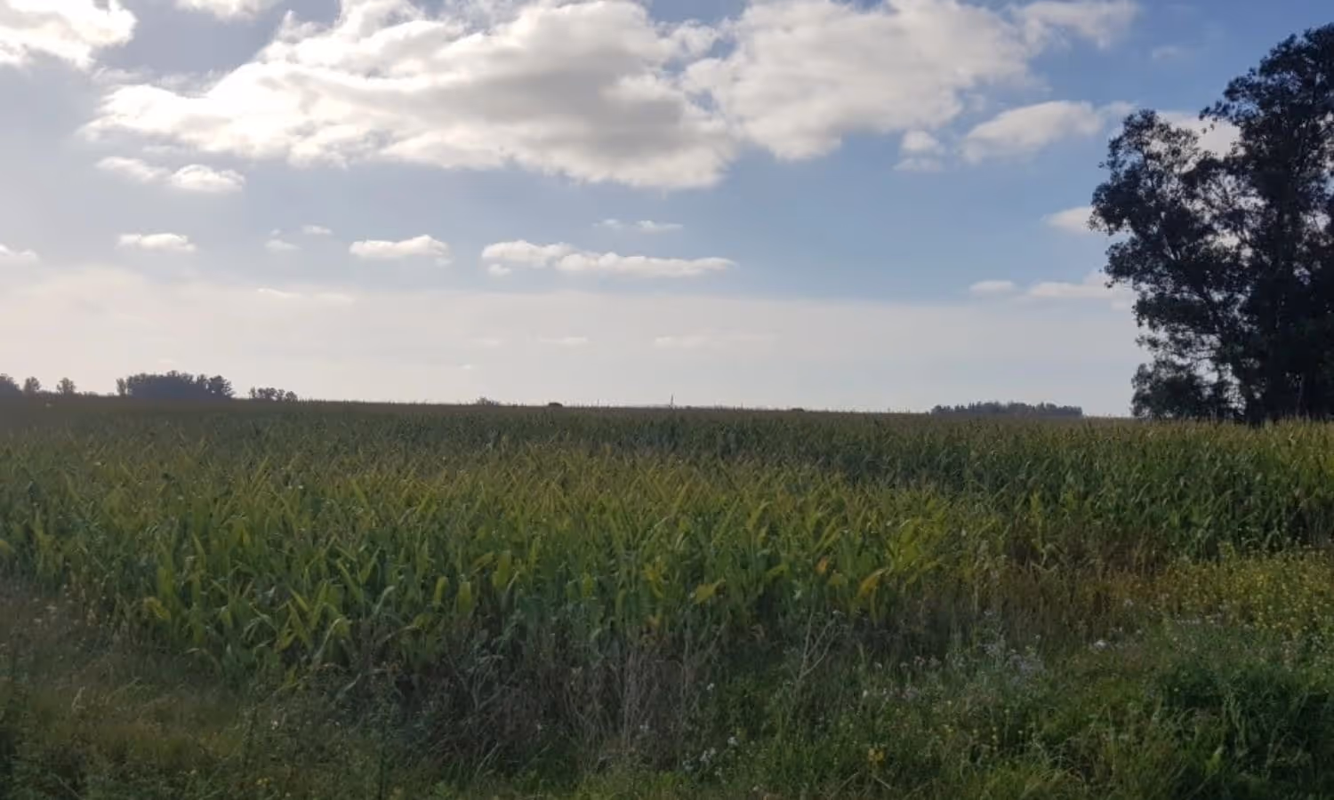 Campo en venta en San Agustín — foto 3