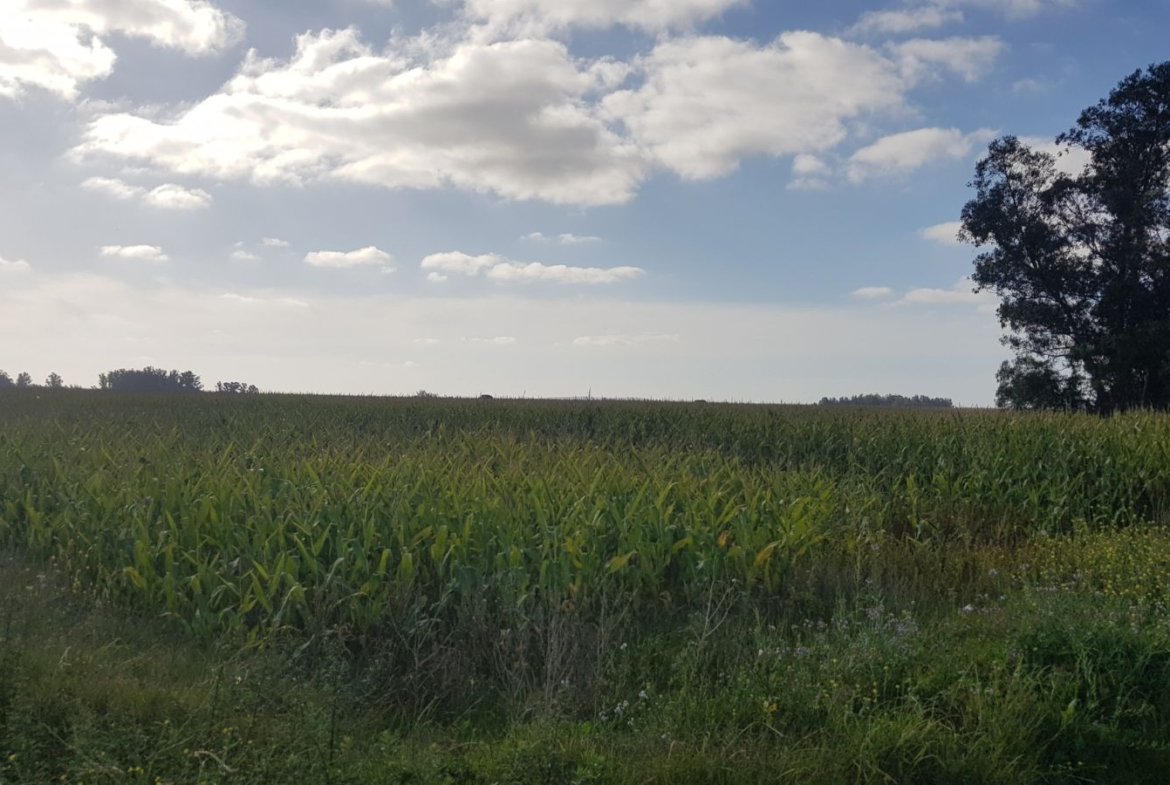 terreno agrícola en venta San Agustín