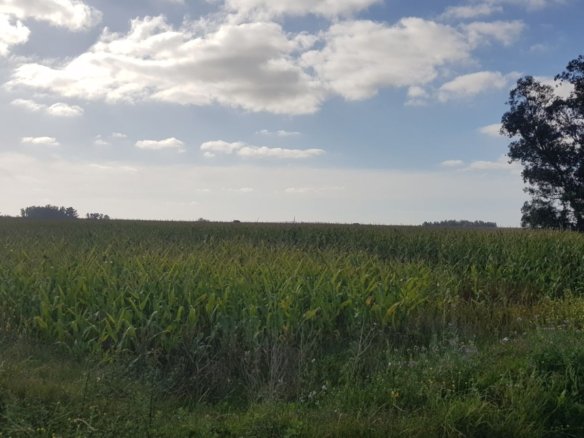 terreno agrícola en venta San Agustín