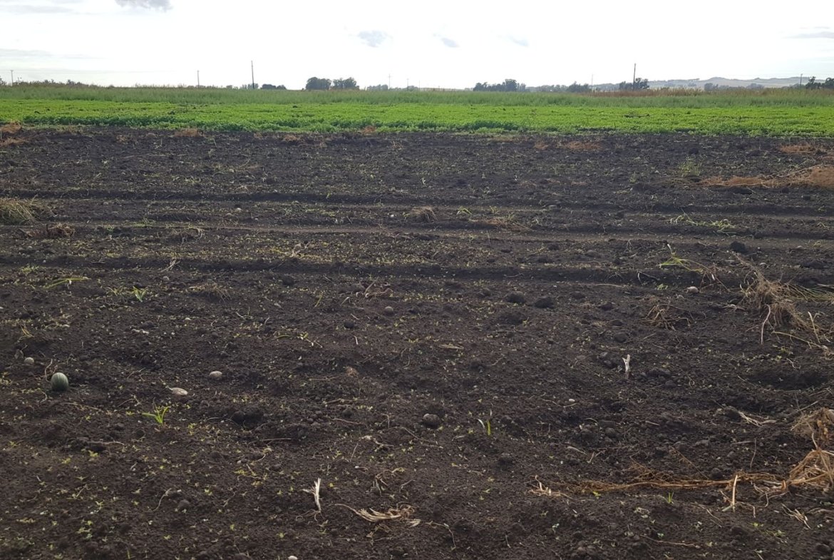 Campo agrícola en venta Colonia Balcarce
