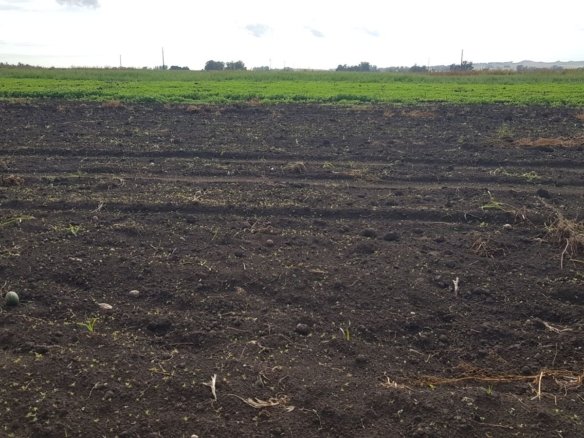 Campo agrícola en venta Colonia Balcarce